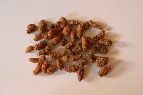 chufa1