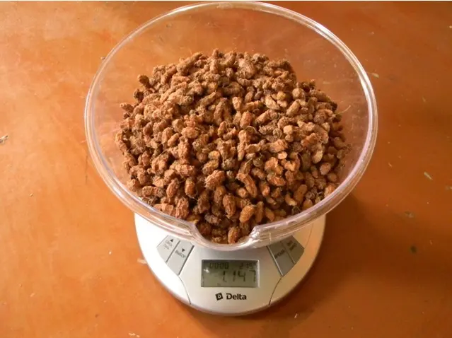 chufa2
